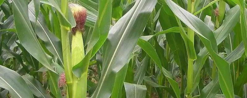 大唐136玉米品种简介(大唐136玉米品种详细信息有哪些)-会东网