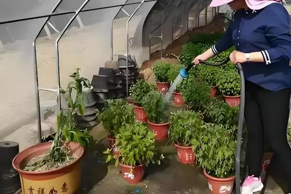 图片[3]-8月上旬对菊花打顶(8月上旬对菊花打顶的作用和操作要点是什么)-会东网