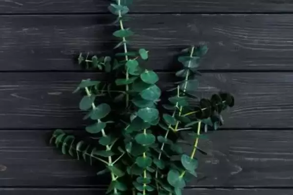 图片[6]-桉树种植密度原因(桉树每亩种83-111株的原因和种植规划要点)-会东网