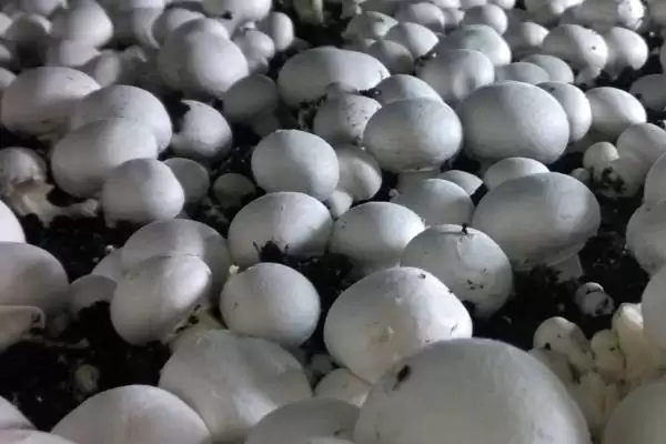 图片[4]-2023年种山药利润(2023年种山药利润可观的原因和种植要点有哪些)-会东网