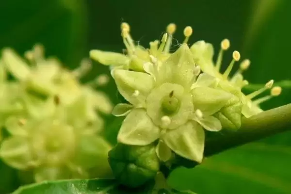 图片[10]-广东蜜源植物(广东有哪些常见蜜源植物及其花期呢)-会东网