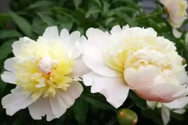 图片[2]-八月份种白芍、牡丹、白芷，中药材种植全攻略-会东网