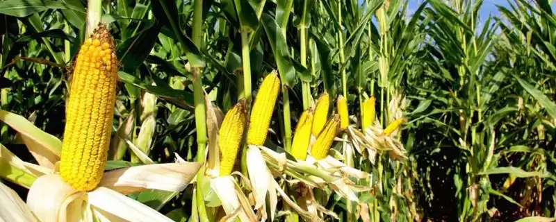 DK888玉米种子中等肥力以上地块栽培要点-会东网