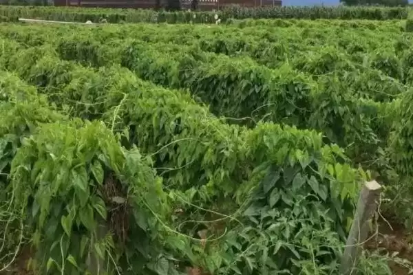 图片[5]-2023年种山药利润(2023年种山药利润可观的原因和种植要点有哪些)-会东网
