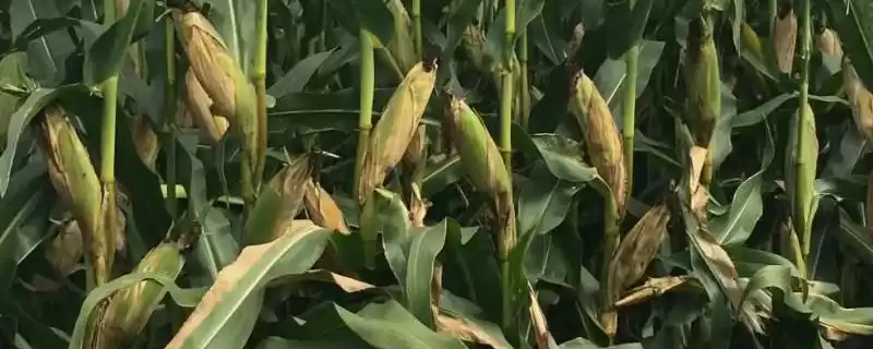 德育919玉米品种简介(德育919玉米品种情况如何)-会东网