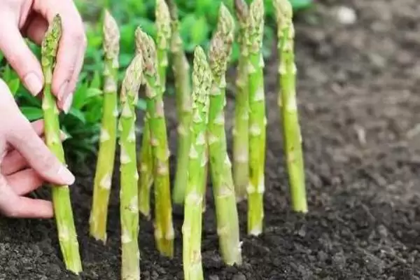 图片[3]-白芦笋变色防治(白芦笋变色的原因及如何有效进行防治的方法要点)-会东网