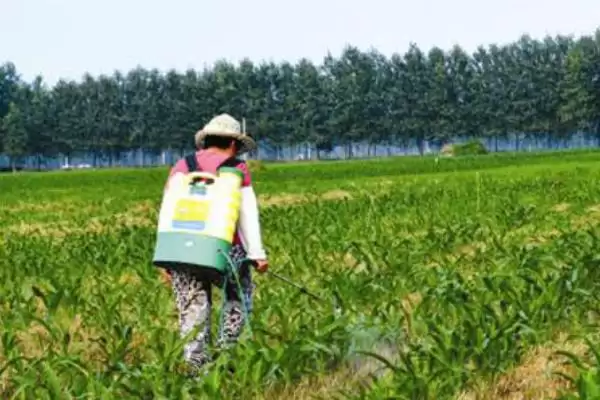 图片[2]-除掉玉米地的蜗牛可以用什么药(除玉米地蜗牛用什么药比较好呢)-会东网