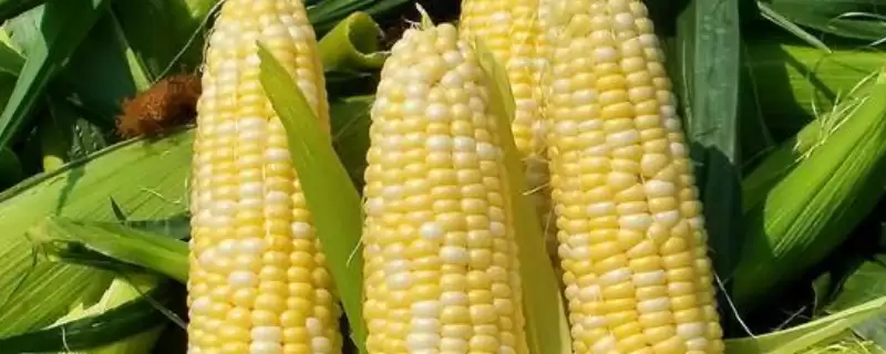 适宜播种期4月下旬至5月上旬的SMC576玉米种子，有何特别？-会东网