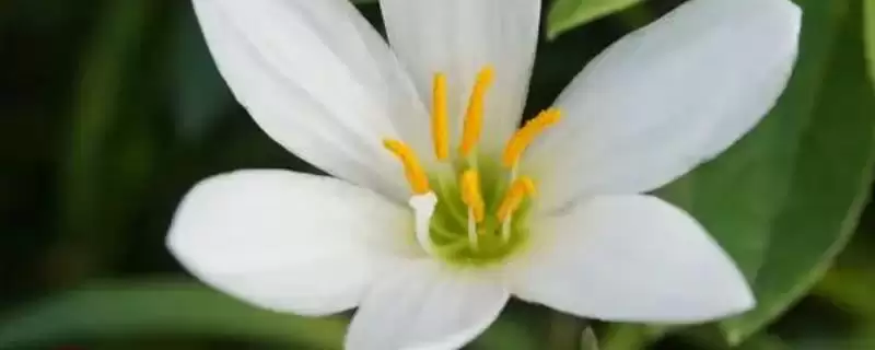 白兰花和玉兰花对比(白兰花和玉兰花在形态、习性等方面有何区别)-会东网