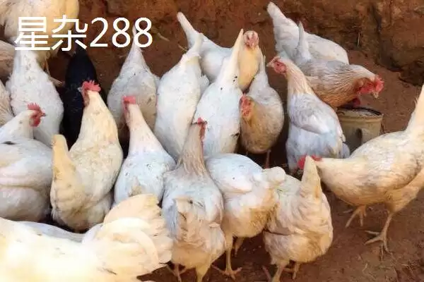 图片[11]-海兰白鸡和京粉2号下蛋优势(海兰白鸡和京粉2号爱下蛋的优势和养殖要点)-会东网