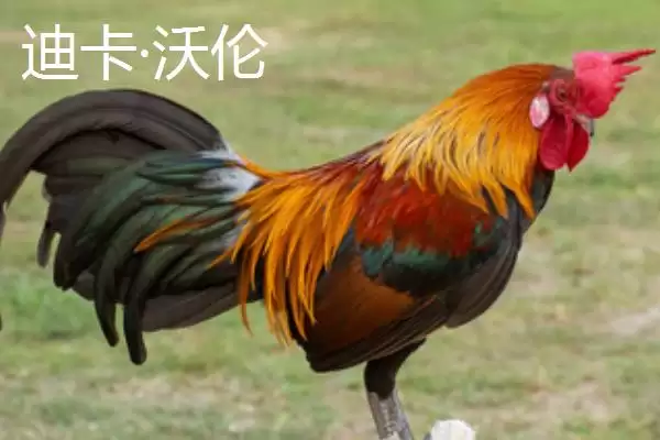 图片[8]-海兰白鸡和京粉2号下蛋优势(海兰白鸡和京粉2号爱下蛋的优势和养殖要点)-会东网