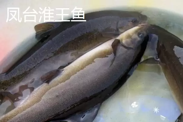 图片[8]-萧县为人熟知的特产 (萧县高滩萝卜久负盛名的种植和品质优势在哪)-会东网