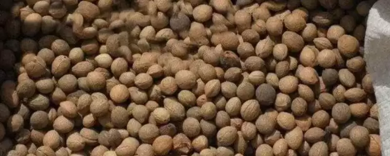 白芍选种方法(白芍选种有哪些科学有效的方法及其对生长的影响)-会东网