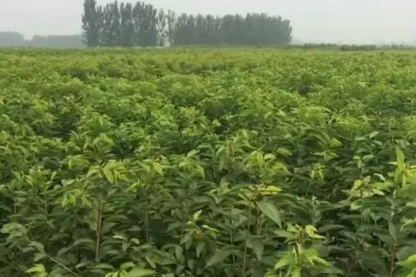 图片[4]-矮化大樱桃定植时间原因(矮化大樱桃3月和12月定植的原因和种植要点)-会东网