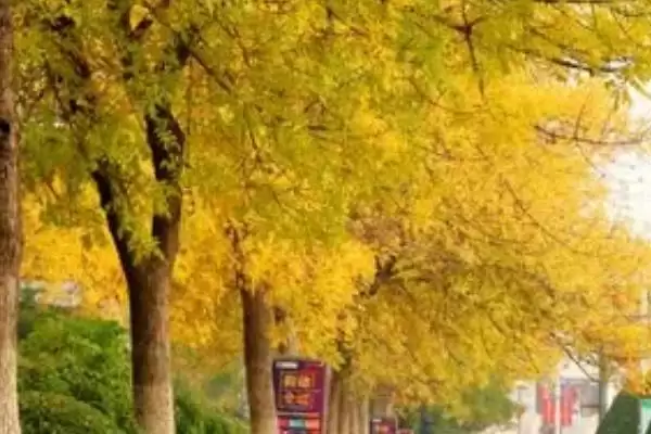 图片[4]-白蜡树价值(白蜡树在经济、生态等方面有着怎样的价值体现)-会东网