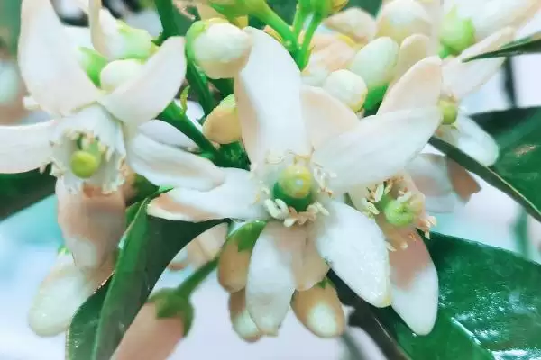 图片[3]-广东蜜源植物(广东有哪些常见蜜源植物及其花期呢)-会东网