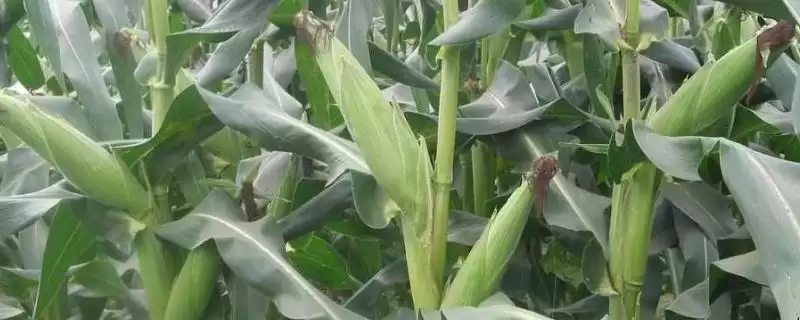 适宜播种期4月下旬—5月上旬的HG203玉米种子,有啥特点?-会东网