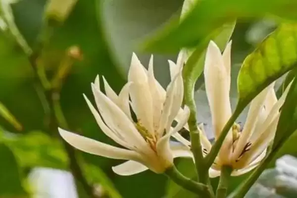 图片[5]-白兰花夏季养护的要点 (白兰花夏季防阳光直射还有什么养护重点)-会东网