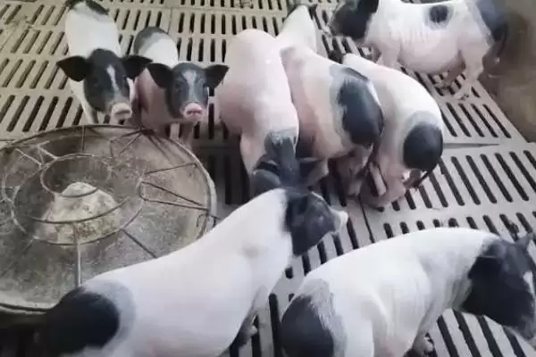 图片[3]-巴马香猪室外超20℃放牧，养殖要点有哪些-会东网