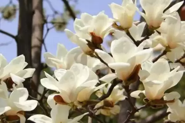图片[4]-白玉兰花期养护要点(白玉兰花期养护需要注意哪些关键要点和技巧)-会东网