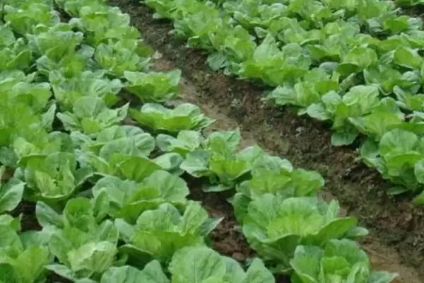 图片[3]-白菜同类蔬菜(白菜同类蔬菜及其在种植和食用上的特点和区别)-会东网