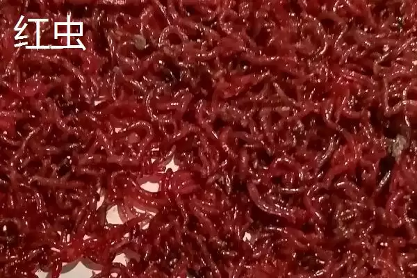 图片[6]-鲫鱼品种有哪些 ，鲫鱼除高背鲫、彭泽鲫，还有啥品种？-会东网