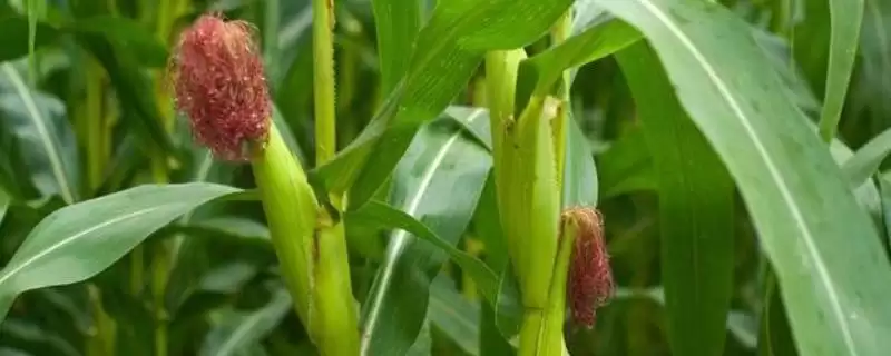 东科9901玉米种子介绍(东科9901玉米种子情况怎样)-会东网
