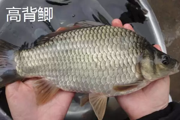 图片[2]-鲫鱼品种有哪些 ，鲫鱼除高背鲫、彭泽鲫，还有啥品种？-会东网