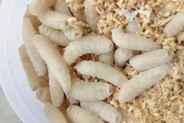 图片[8]-鲫鱼品种有哪些 ，鲫鱼除高背鲫、彭泽鲫，还有啥品种？-会东网