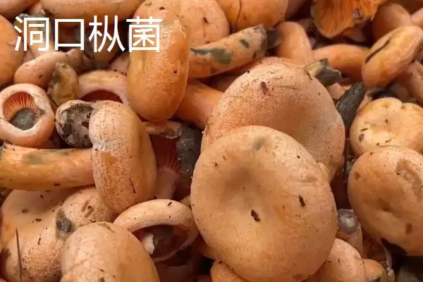 图片[3]-湖南省洞口县的特产 ，酱腌菜等特产有啥独特风味-会东网