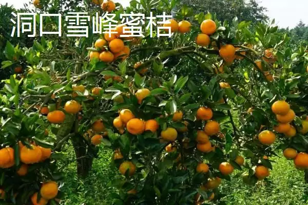 图片[4]-湖南省洞口县的特产 ，酱腌菜等特产有啥独特风味-会东网