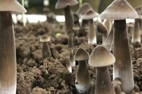 图片[4]-黑皮鸡枞菌的价格 ，地区为啥影响黑皮鸡枞菌售价-会东网