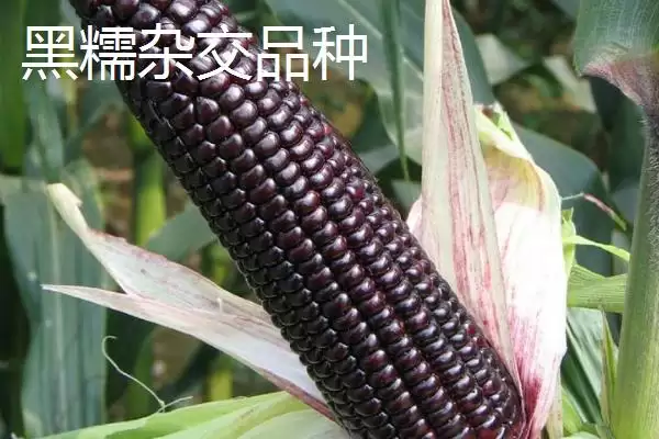 图片[4]-黑玉米种子售价以及如何种植 ，高价黑玉米咋种能高产-会东网