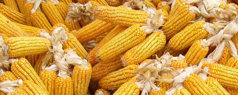 宏育 319 玉米品种的特性 ,种子包衣处理有啥重要作用-会东网