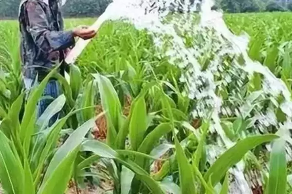 图片[12]-黑玉米种子售价以及如何种植 ，高价黑玉米咋种能高产-会东网