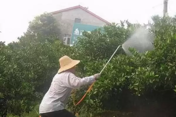 图片[3]-代森铵主治哪些病害(代森铵主要能治哪些病害呢)-会东网