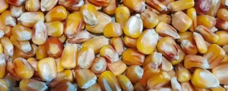 金甜玉 2 号玉米种子介绍 ,金甜玉 2 号玉米作为半紧凑甜玉米有啥优势?-会东网