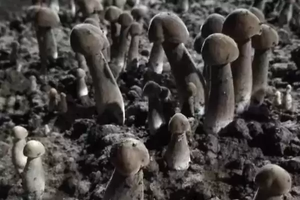 图片[2]-黑皮鸡枞菌的价格 ，地区为啥影响黑皮鸡枞菌售价-会东网