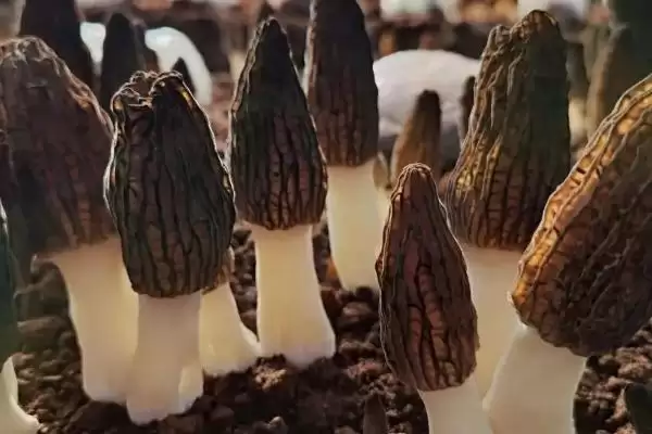 图片[2]-高效栽培羊肚菌方法(高效栽培羊肚菌有哪些关键技术和方法呢)-会东网