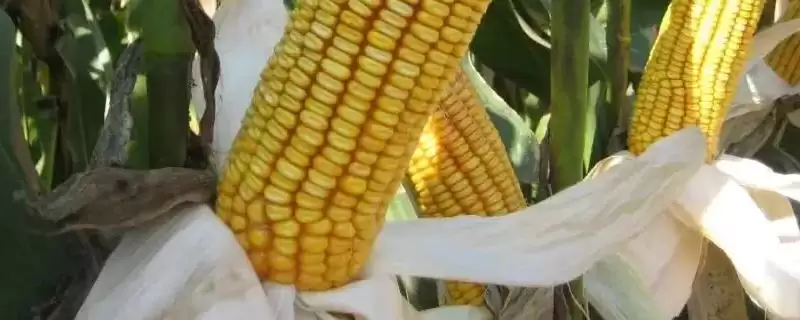 纪元 1 号玉米品种的特性 ，纪元 1 号玉米高抗瘤黑粉病，优势在哪？-会东网