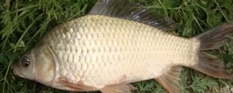 鲫鱼品种有哪些 ，鲫鱼除高背鲫、彭泽鲫，还有啥品种？-会东网
