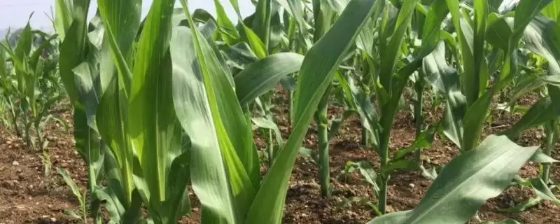 鸿旭 78 玉米品种的特性 ，4500 株  亩密度种植合适吗-会东网