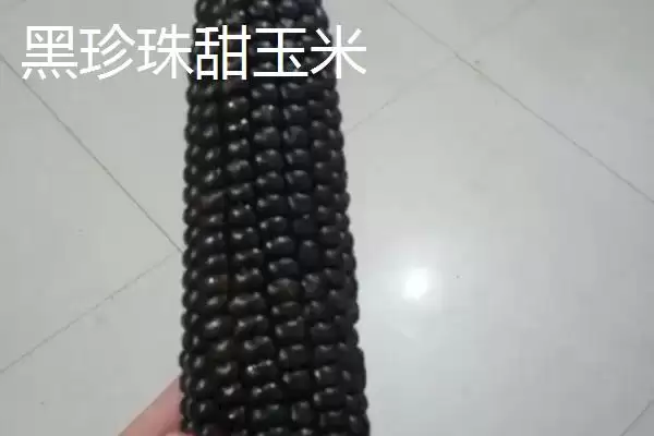 图片[3]-黑玉米种子售价以及如何种植 ，高价黑玉米咋种能高产-会东网