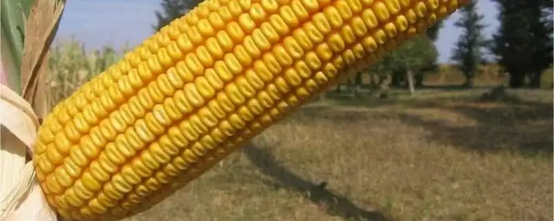 金凯 1493 玉米种子特征特性 ，金凯 1493 玉米生育期 134 天，产量有保障吗？-会东网