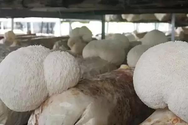 图片[2]-猴头菇长在什么树上 ，长在这些树上的原因是啥-会东网
