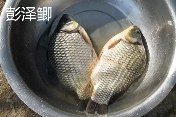 图片[4]-鲫鱼品种有哪些 ，鲫鱼除高背鲫、彭泽鲫，还有啥品种？-会东网