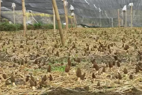 图片[6]-高效栽培羊肚菌方法(高效栽培羊肚菌有哪些关键技术和方法呢)-会东网