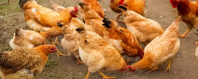 鸡如何散养 ,舍外喂食对散养鸡有啥重要作用-会东网