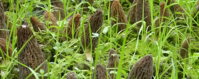 高效栽培羊肚菌方法(高效栽培羊肚菌有哪些关键技术和方法呢)-会东网