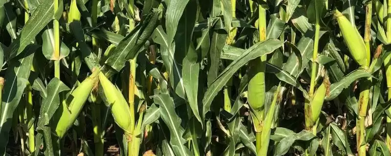 吉东 609 玉米种子简介 ,中等肥力以上地块咋栽培吉东 609-会东网